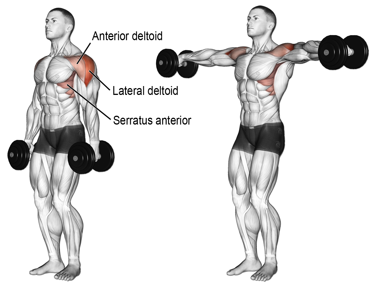 dumbbell lateral raise - صفحه نخست